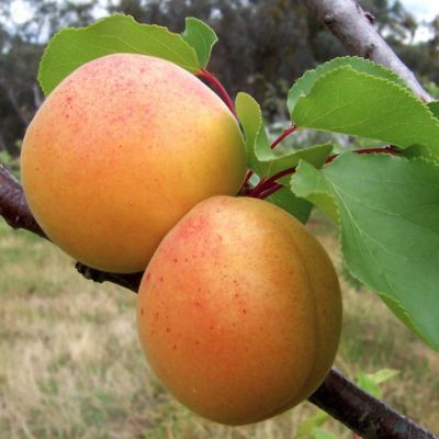 Абрикос Киевский Красень Абрикос Киевский Красень - Dolina-Sad.Ru