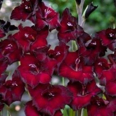 Гладиолус Песара Гладиолус Песара фото