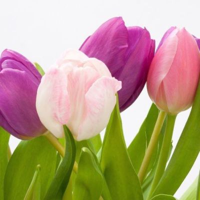 Набор 25 тюльпанов Набор 25 тюльпанов фото