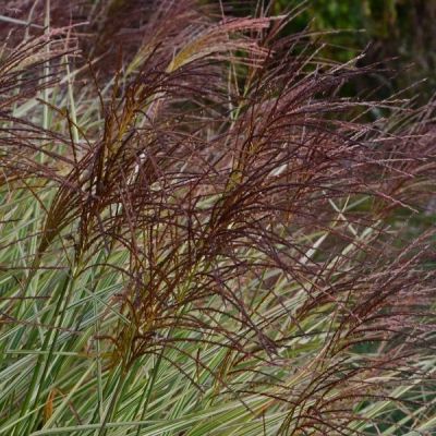 Мискантус китайский Серенгети Мискантус китайский Серенгети - Dolina-Sad.Ru