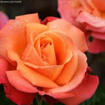 Роза Тройка Роза Тройка фото