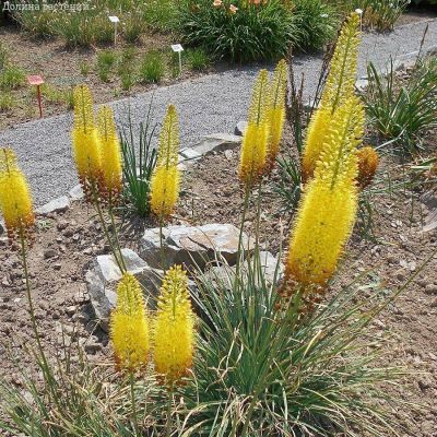 Эремурус Желтый Эремурус Желтый - Dolina-Sad.Ru