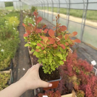 Брабарис тунберга Неон - Dolina-Sad.Ru