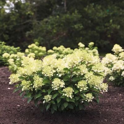 Гортензия метельчатая Милк энд Хани, С2 Гортензия метельчатая Милк энд Хани, С2 - Dolina-Sad.Ru