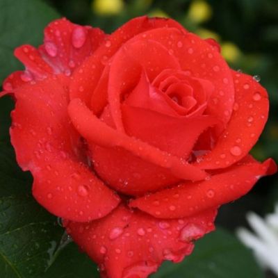 Роза Валентина Роза Валентина - Dolina-Sad.Ru