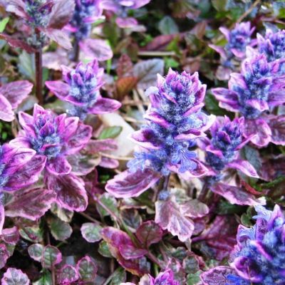 Живучка ползучая Бургунди Глоу - Dolina-Sad.Ru