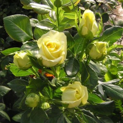 Роза Кронос Роза Кронос - Dolina-Sad.Ru