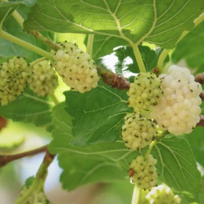 Шелковица белая Шин-Тсо Шелковица белая Шин-Тсо - Dolina-Sad.Ru