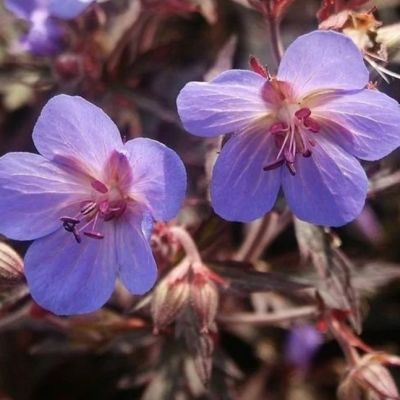 Герань луговая Хокус-покус Герань луговая Хокус-покус - Dolina-Sad.Ru