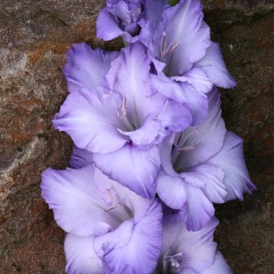 Гладиолус Коте Д`Азур Гладиолус Коте Д`Азур - Dolina-Sad.Ru