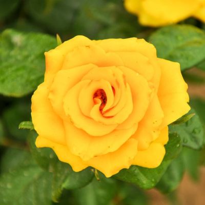 Роза Йеллоу Сан Роза Йеллоу Сан - Dolina-Sad.Ru