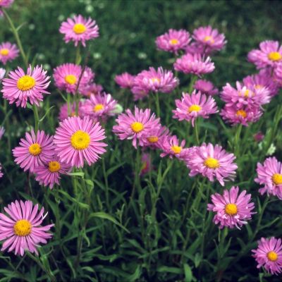 Астра альпийская Вергрейв Пинк Астра альпийская Вергрейв Пинк - Dolina-Sad.Ru