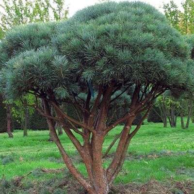 Сосна обыкновенная Ватерери Сосна обыкновенная Ватерери фото