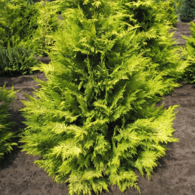 Кипарисовик Лавсона Голден Вандер фото