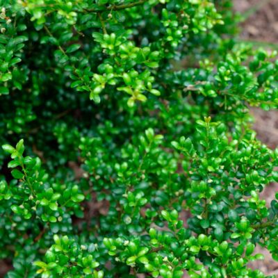 Падуб городчатый Самурай Падуб городчатый Самурай - Dolina-Sad.Ru