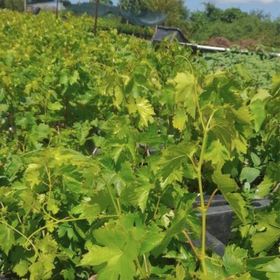 Виноград Рошфор Виноград Рошфор - Dolina-Sad.Ru