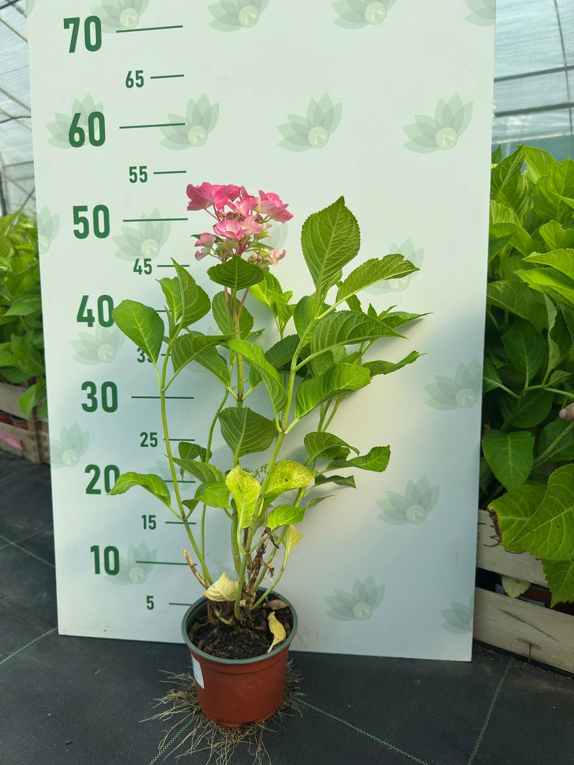 Гортензия крупнолистная Фрисби Хот Пинк Гортензия крупнолистная Фрисби Хот Пинк - Dolina-Sad.Ru