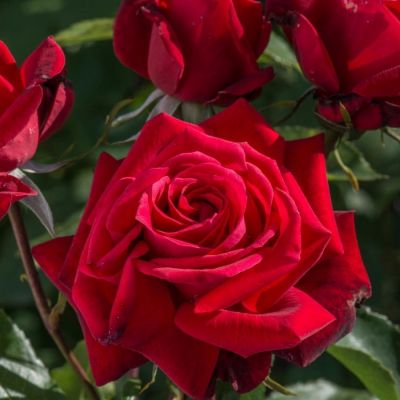 Роза Руби Вединг - Dolina-Sad.Ru