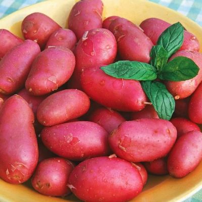 Картофель Манифест/Cреднеранний Картофель Манифест/Cреднеранний - Dolina-Sad.Ru