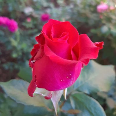 Роза Эскалибур Роза Эскалибур - Dolina-Sad.Ru