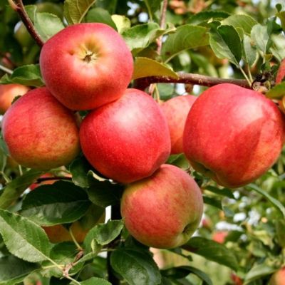 Яблоня Гала маст/Зимняя Яблоня Гала маст/Зимняя - Dolina-Sad.Ru