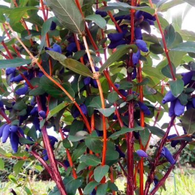 Жимолость Атут Жимолость Атут - Dolina-Sad.Ru