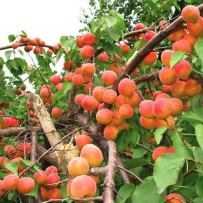 Абрикос Киевский Красень Абрикос Киевский Красень - Dolina-Sad.Ru