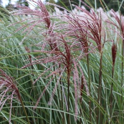 Мискантус китайский Серенгети Мискантус китайский Серенгети - Dolina-Sad.Ru