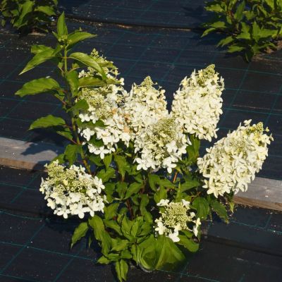 Гортензия метельчатая Долли - Dolina-Sad.Ru