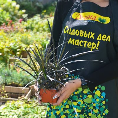 Офиопогон плоскострелый Нигер Офиопогон плоскострелый Нигер фото