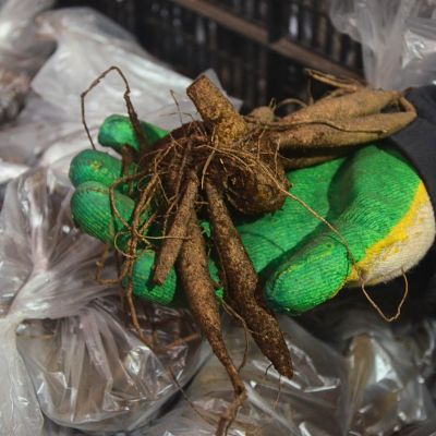 Георгина Американ Пай Георгина Американ Пай - Dolina-Sad.Ru