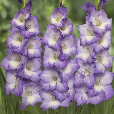 Гладиолус Нори Гладиолус Нори - Dolina-Sad.Ru