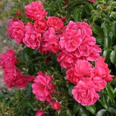 Роза Хайде Траум Роза Хайде Траум фото