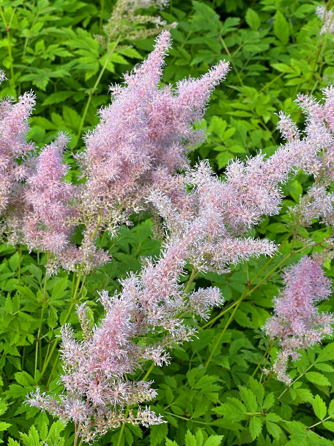 Астильба Арендса Каттлея , P9 Астильба Арендса Каттлея , P9 фото