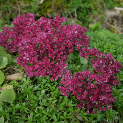 Седум скальный Руби Глоу Седум скальный Руби Глоу фото