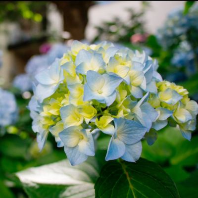 Гортензия крупнолистная Саманта Гортензия крупнолистная Саманта - Dolina-Sad.Ru