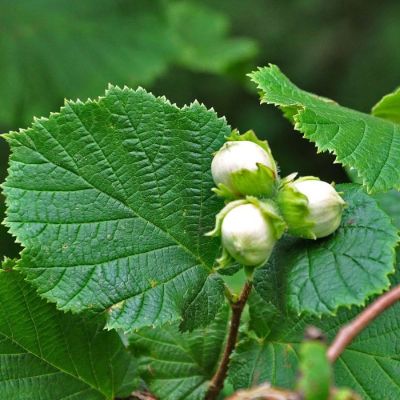 Лещина обыкновенная, С3 - Dolina-Sad.Ru