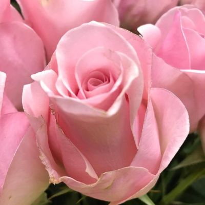 Роза Титаник - Dolina-Sad.Ru