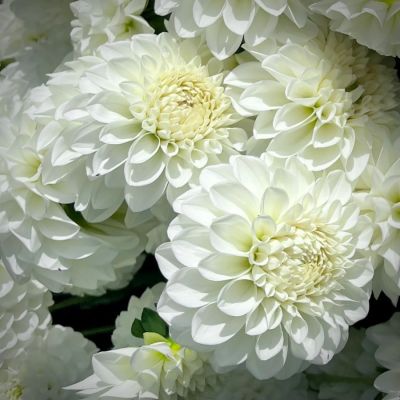 Георгина Бум-Бум Вайт Георгина Бум-Бум Вайт - Dolina-Sad.Ru