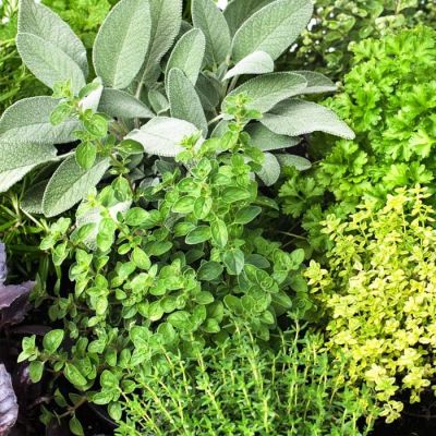 Кухонные травы Кухонные травы фото