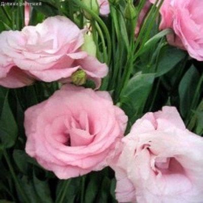 Эустома Эхо розовая F1 Эустома Эхо розовая F1 фото