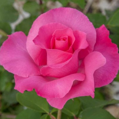 Роза Европа Роза Европа - Dolina-Sad.Ru