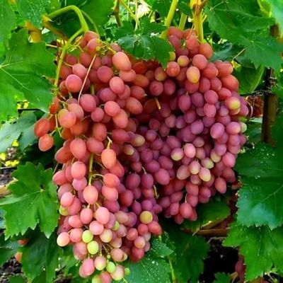 Виноград Кишмиш Лучистый Виноград Кишмиш Лучистый - Dolina-Sad.Ru