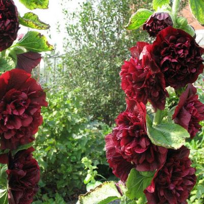 Шток-Роза Темно-Бордовая Махровая Шток-Роза Темно-Бордовая Махровая фото