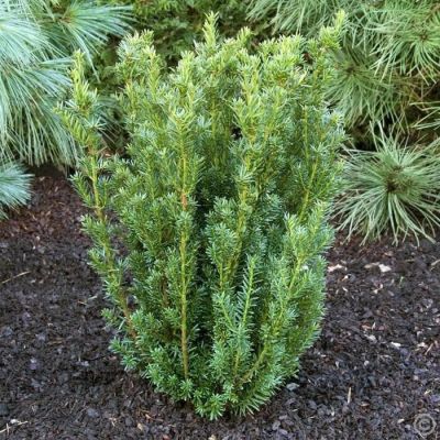 Тисс Средний Хиллии Тисс Средний Хиллии фото