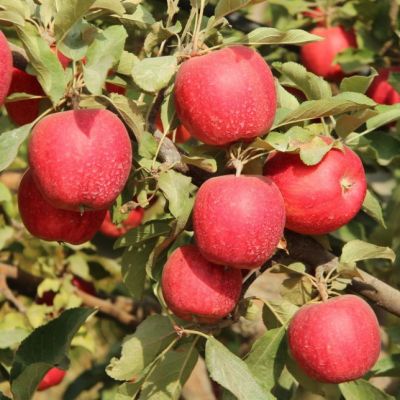 Яблоня Гала маст/Зимняя Яблоня Гала маст/Зимняя - Dolina-Sad.Ru