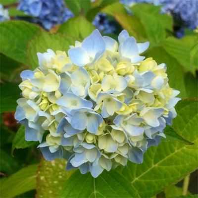 Гортензия крупнолистная Саманта Гортензия крупнолистная Саманта - Dolina-Sad.Ru