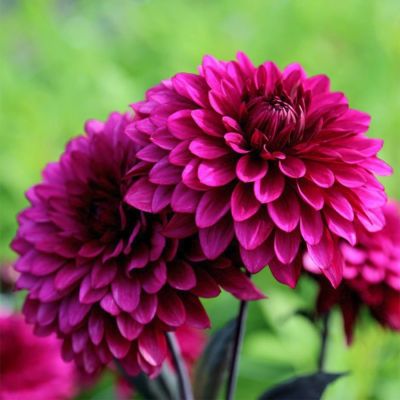 Георгина Пурпл Флейм Георгина Пурпл Флейм - Dolina-Sad.Ru