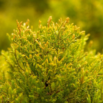 Туя западная Санни Смарагд Туя западная Санни Смарагд фото