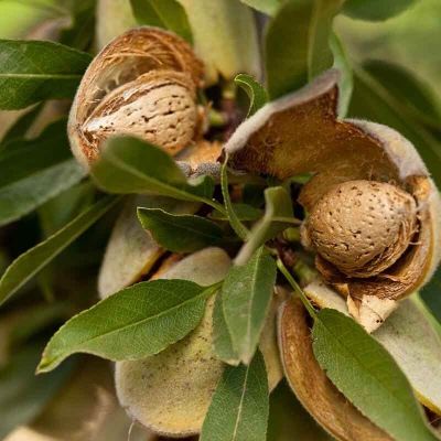 Миндаль Делон Миндаль Делон - Dolina-Sad.Ru